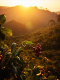 Brazil Santos Single Origin Coffee, Medium Roast