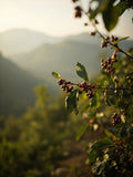 Single Origin Tanzania Coffee, Medium-Light Roast